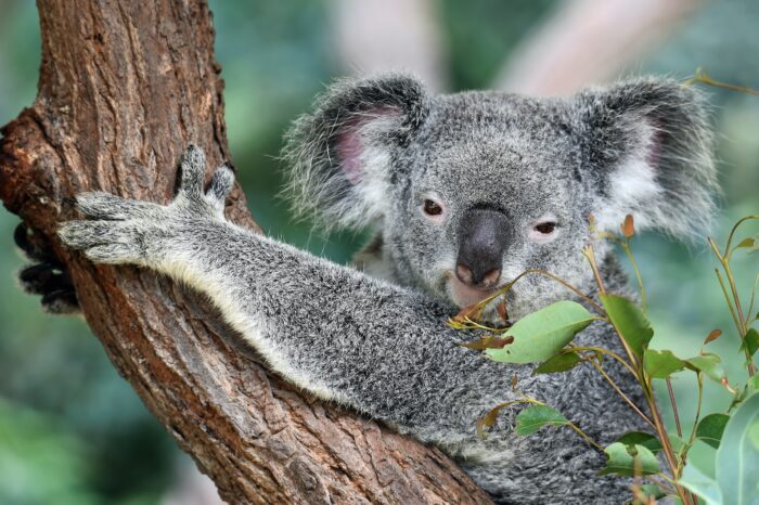 AUSTRALIA e SINGAPORE